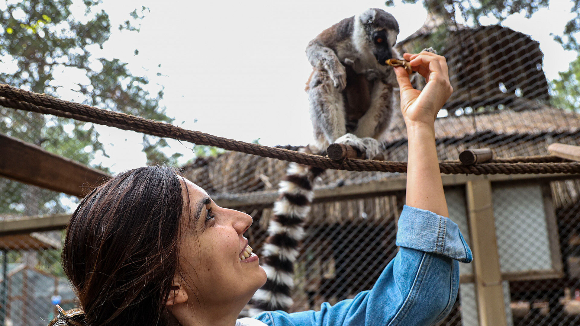 Lemurhayvanatbahcesindeilgicekti