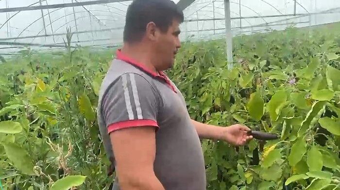 Seraninkapilariacildipatlicanlarvatandasaucretsizdagitildi