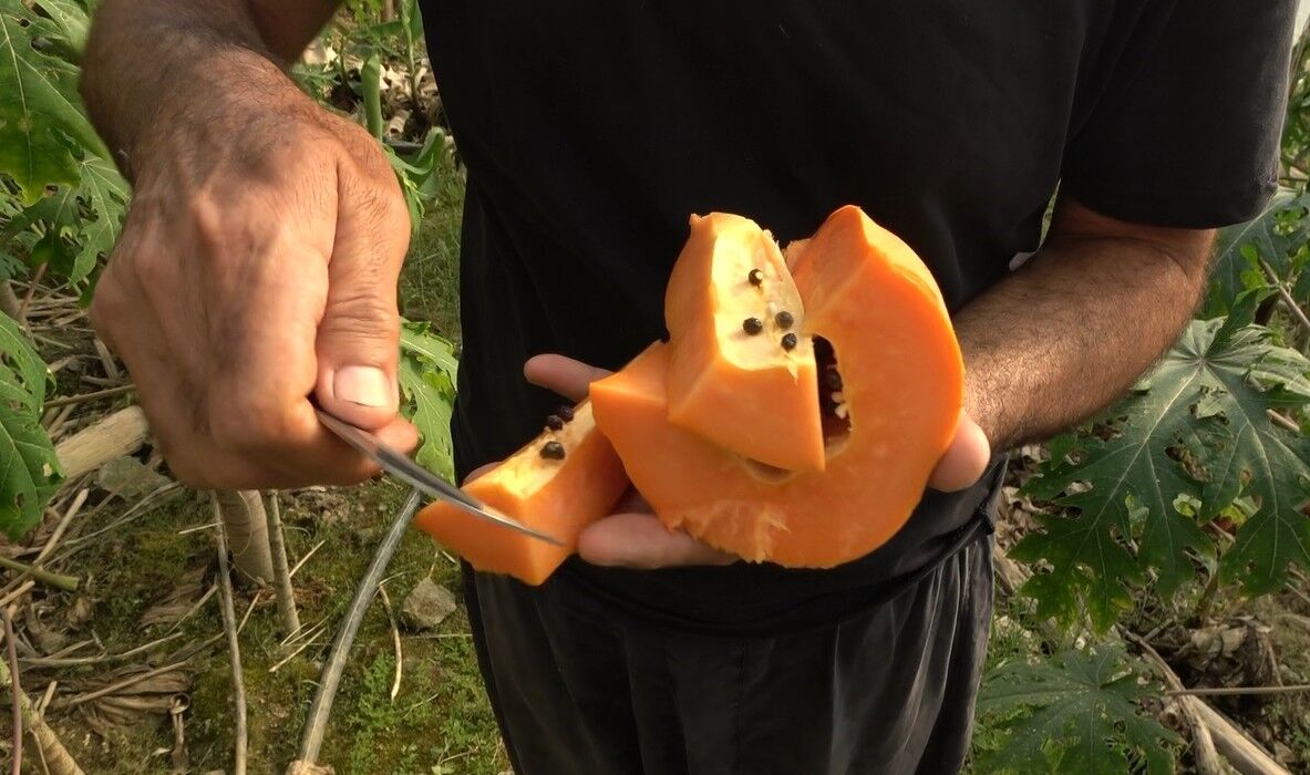 Tropikalhasatbasladipapayafiyatlaridikkatcekiyor