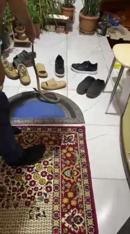 Evinegirenyilanikafaniezerim