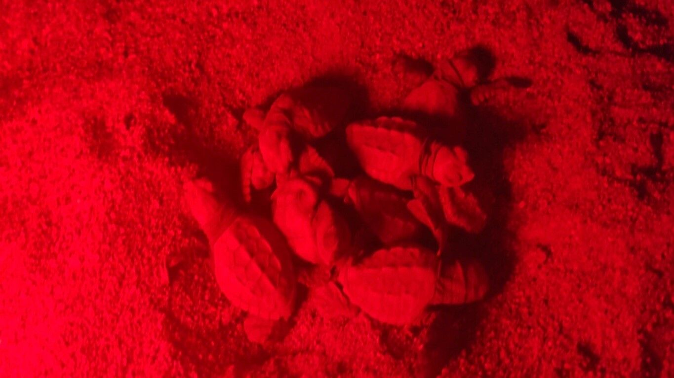 Carettacarettayavrularidenizlebulusmayabasladi