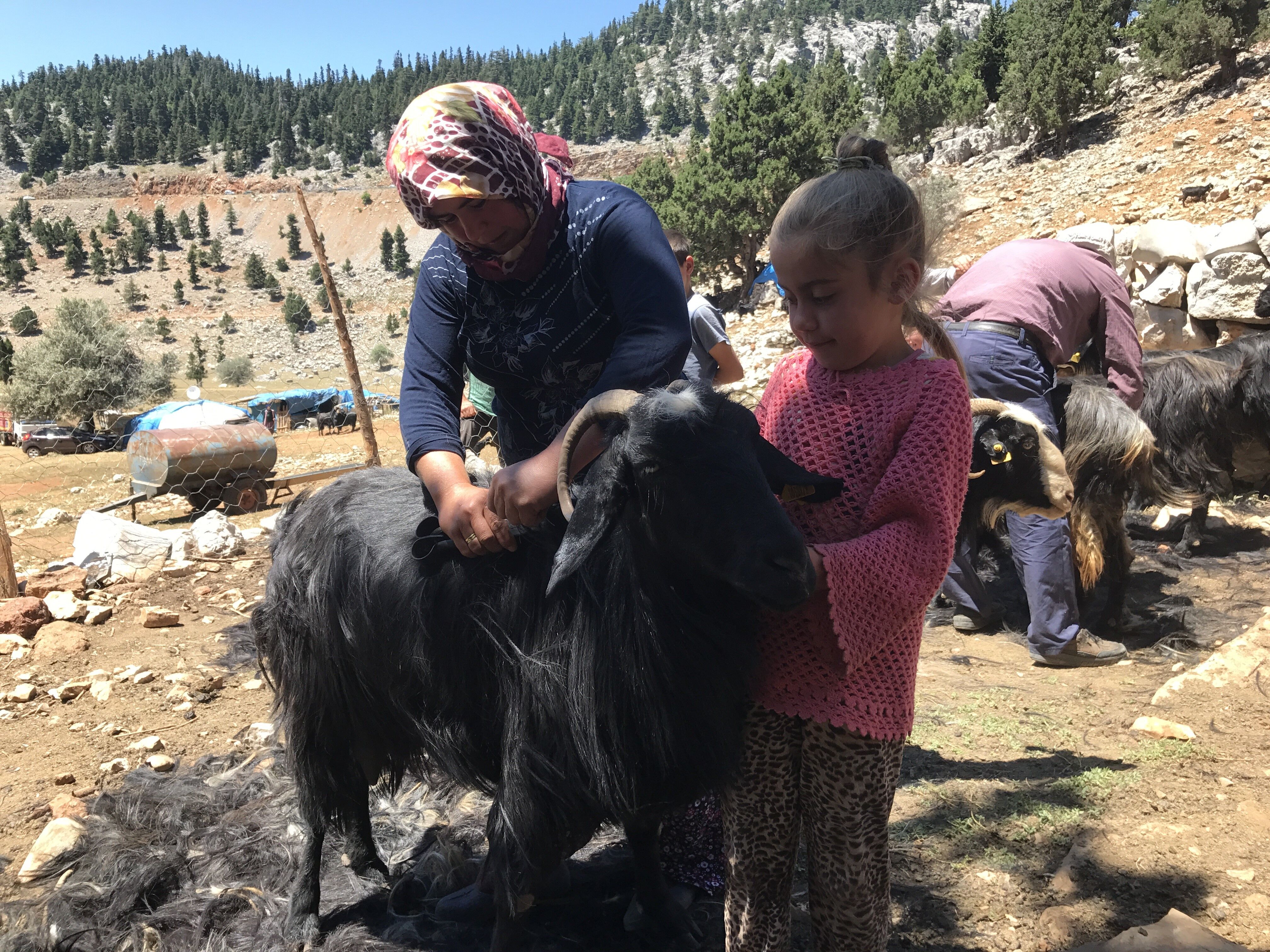 Keçi Kılı (3)