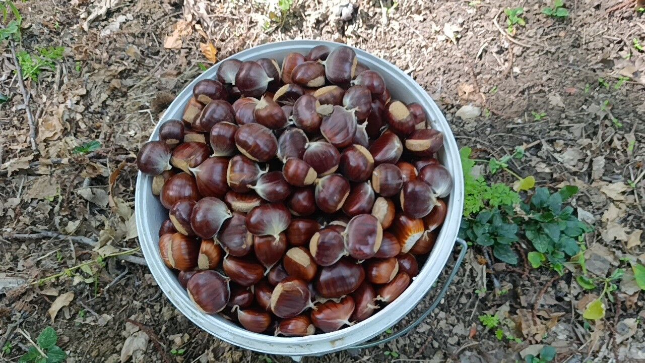 Kestane Ibradı (1)