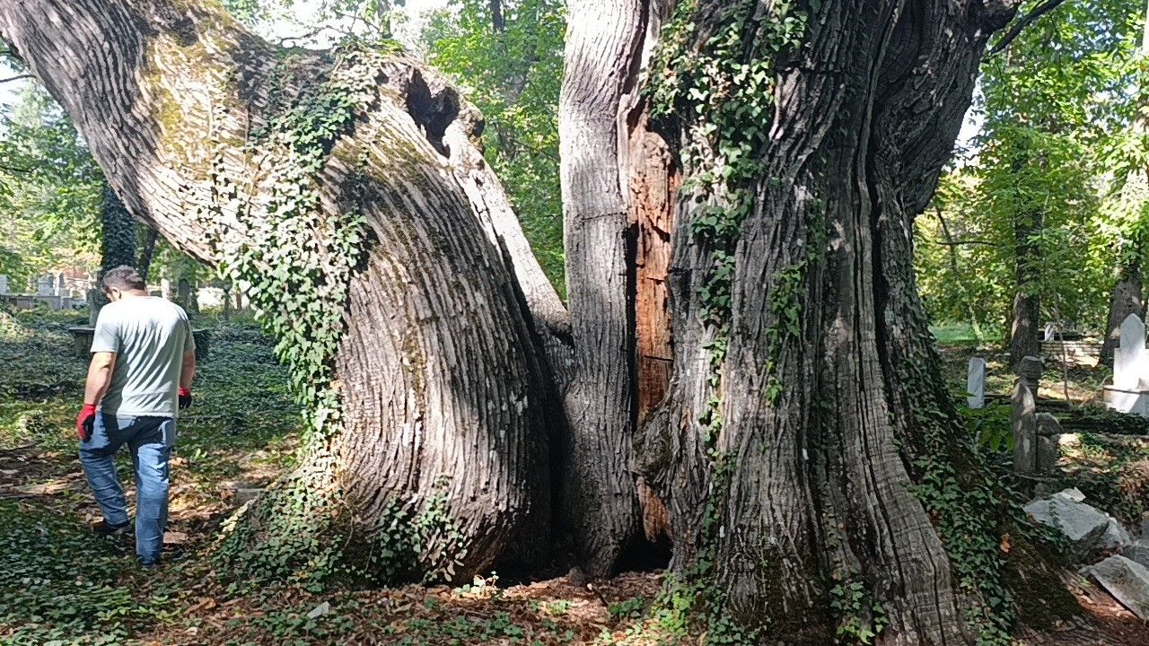 Kestane Ibradı (4)