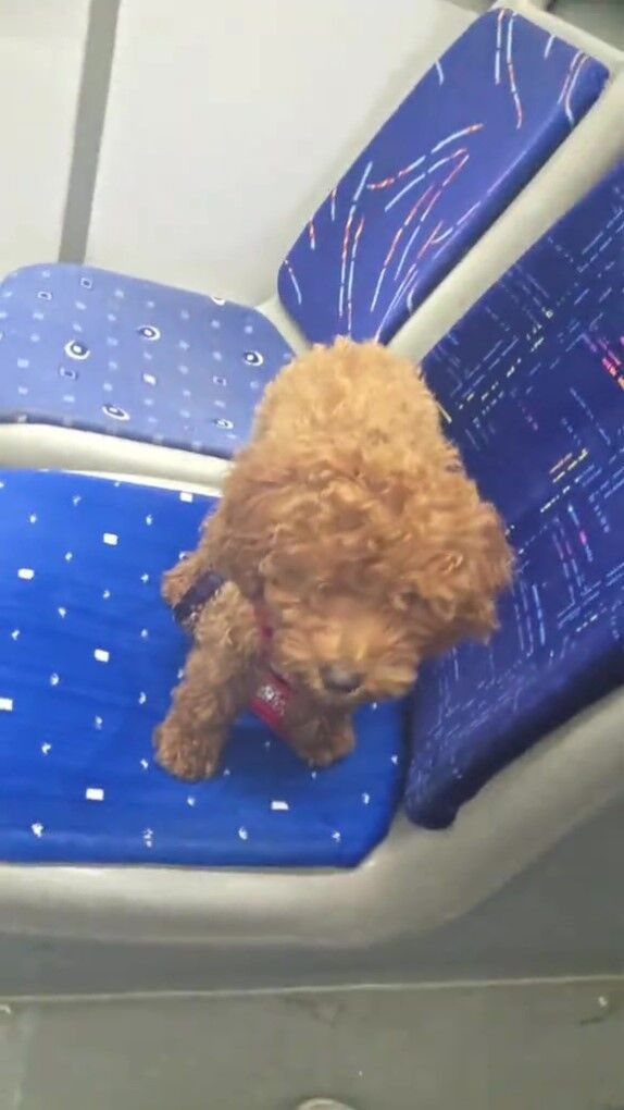 Köpek Şirin Köpek (3)